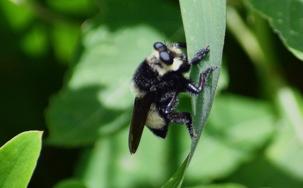 Out My Backdoor: The Southern Bee Killer | Department Of Natural ...